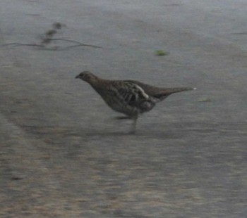 Copper Pheasant 裏磐梯 Sun, 5/15/2022