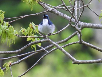 Siberian Blue Robin 裏磐梯 Sun, 5/15/2022