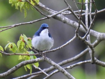 Sun, 5/15/2022 Birding report at 裏磐梯