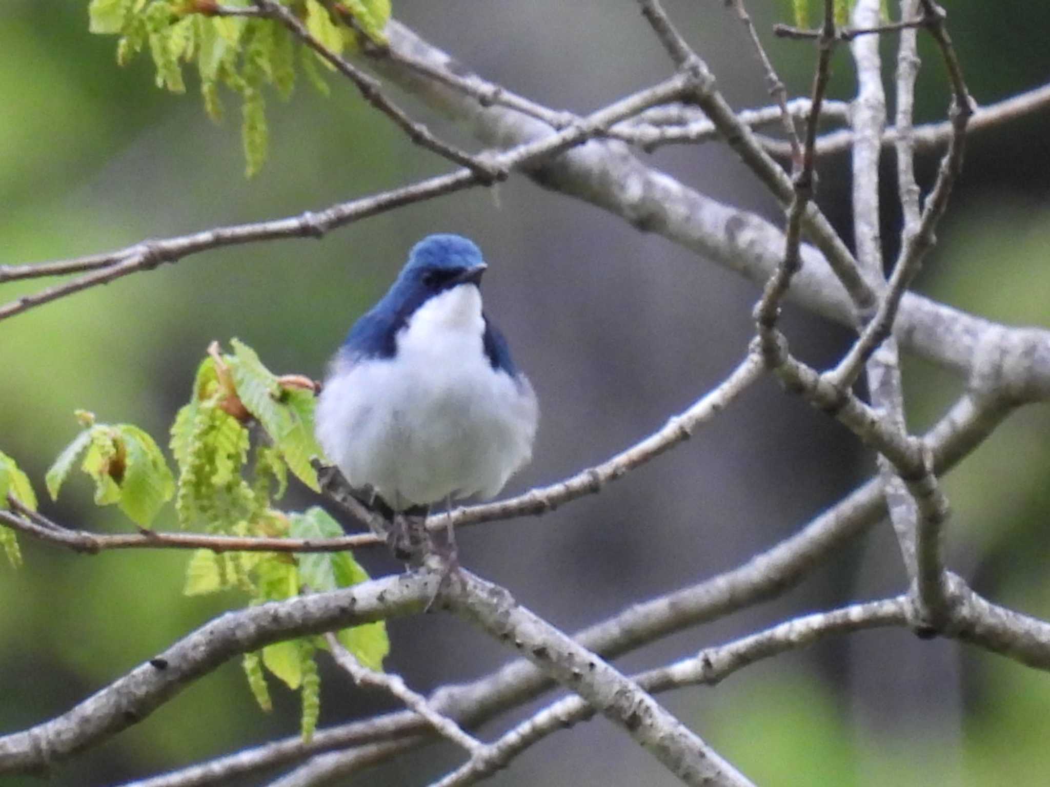 Siberian Blue Robin