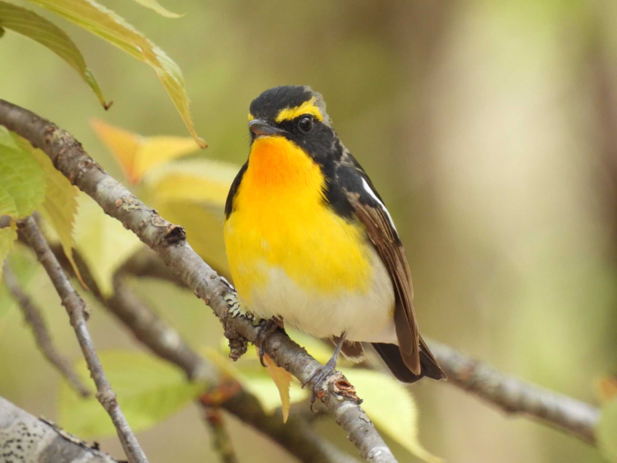 Narcissus Flycatcher