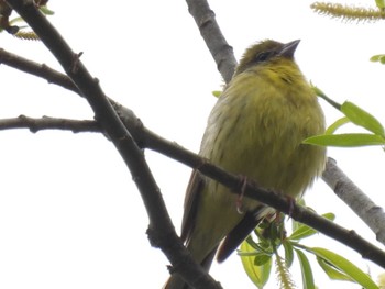 Yellow Bunting 裏磐梯 Sun, 5/15/2022