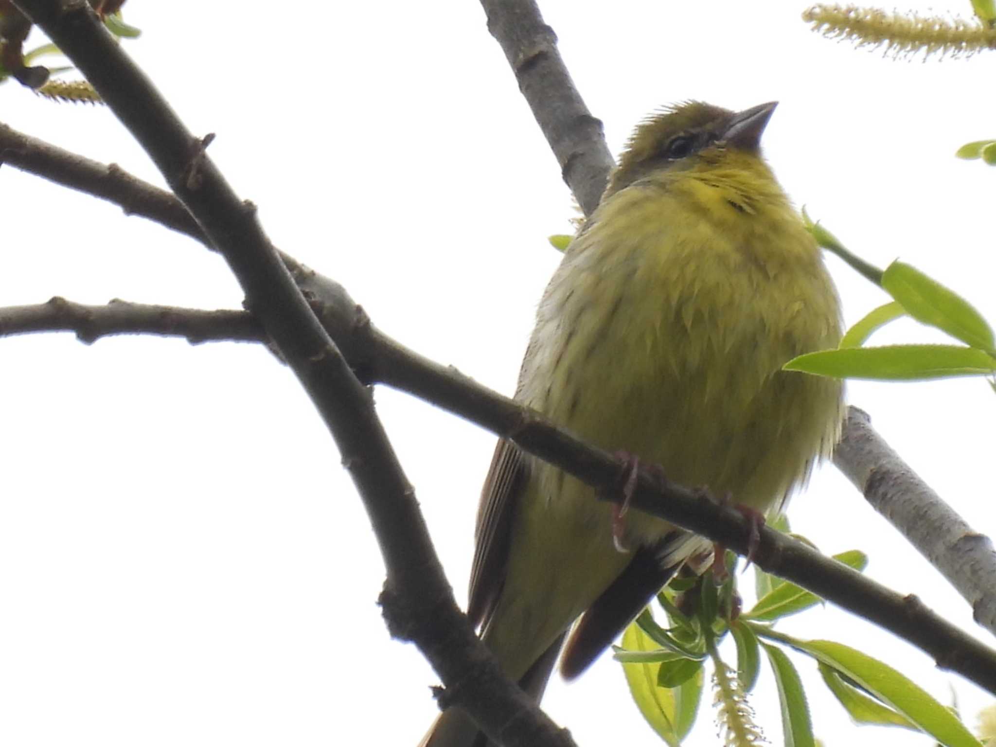 Yellow Bunting