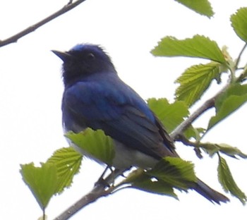 Blue-and-white Flycatcher 裏磐梯 Sun, 5/15/2022