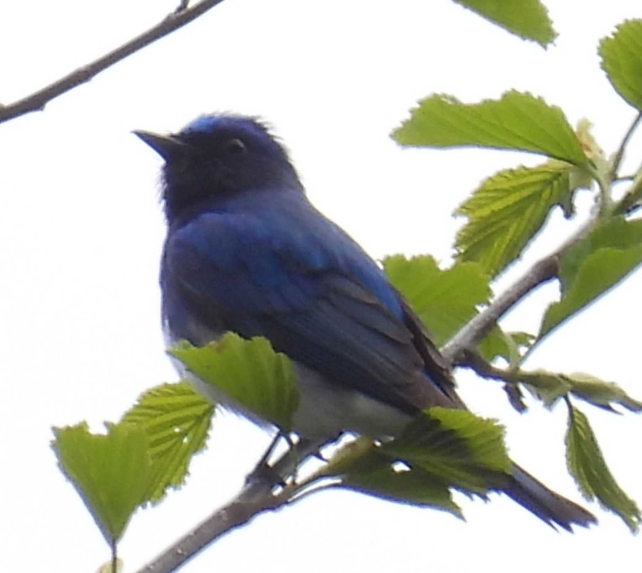 Blue-and-white Flycatcher