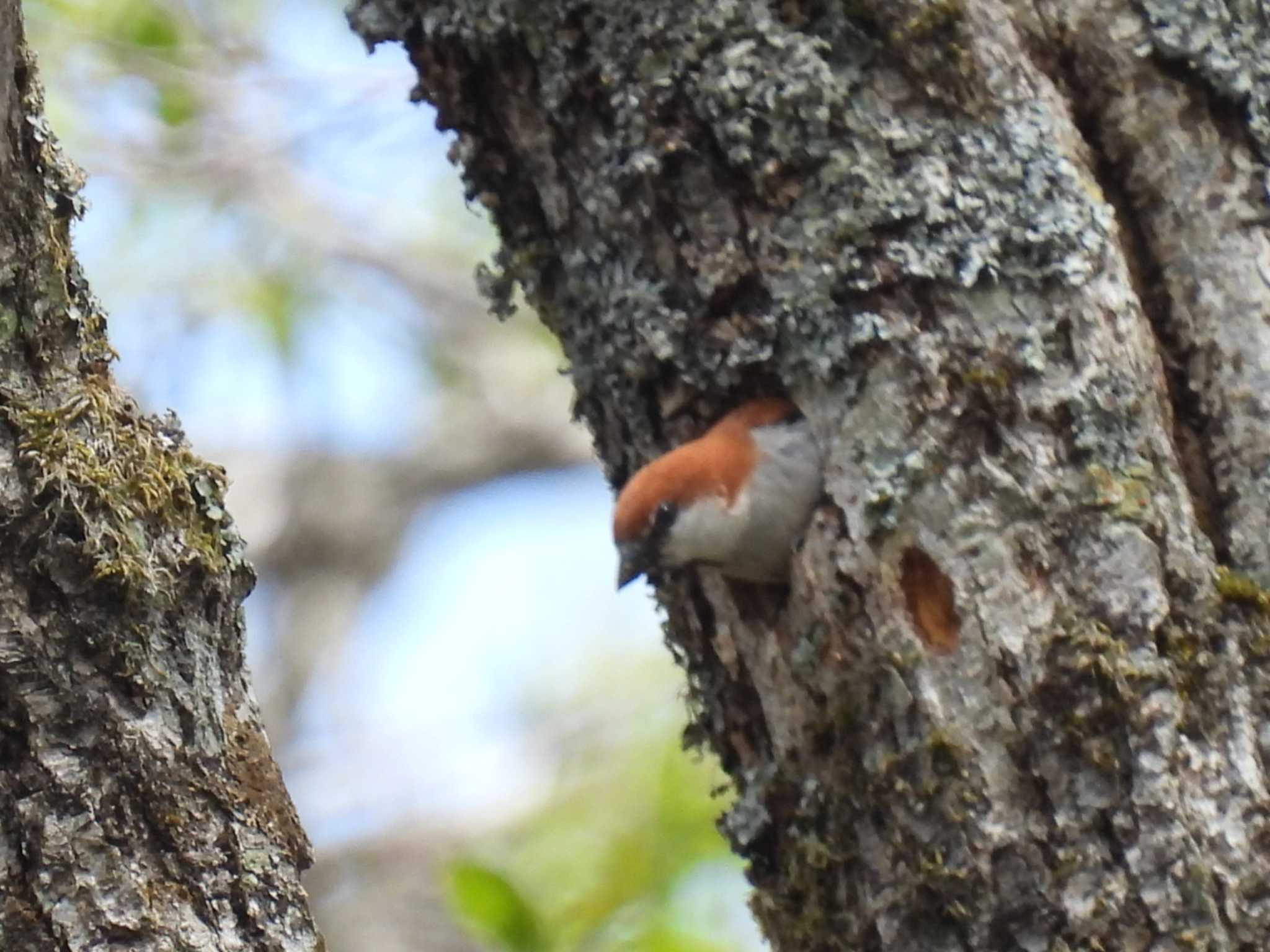 Photo of Russet Sparrow at 裏磐梯 by カズー