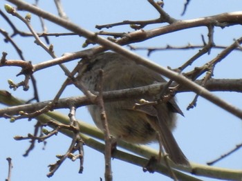 Japanese Bush Warbler 裏磐梯 Sun, 5/15/2022