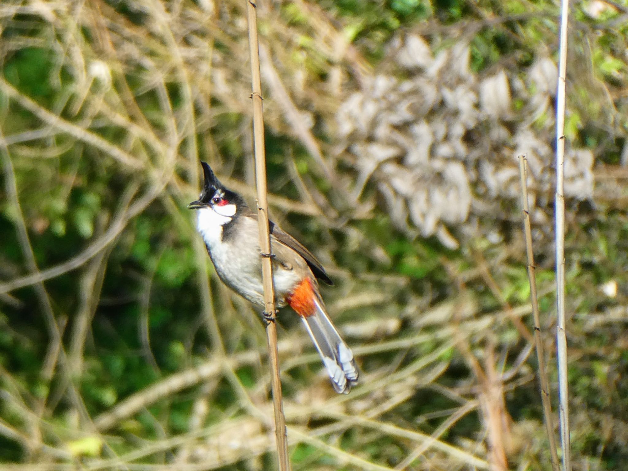 Photo of Red-whiskered Bulbul at Field of Mars Reserve, East of Ryde Reserve, NSW, Australia by Maki