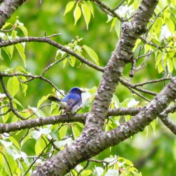 Blue-and-white Flycatcher 屏風岩公苑 Sun, 5/15/2022