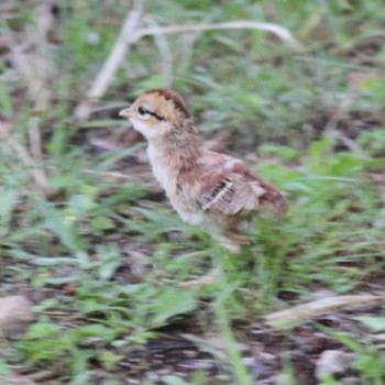 Copper Pheasant 屏風岩公苑 Sun, 5/15/2022