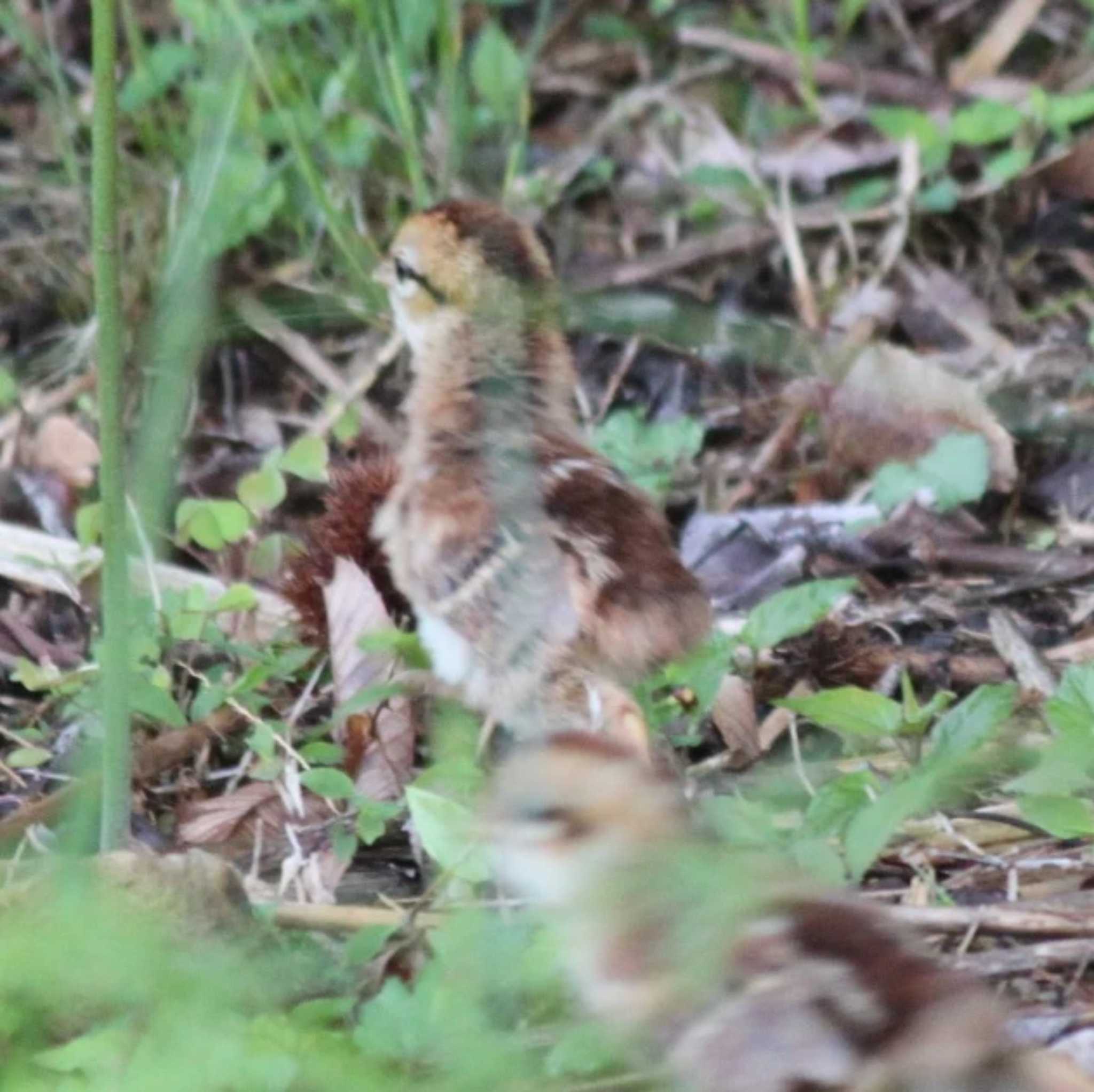 Photo of Copper Pheasant at 屏風岩公苑 by utau_tori