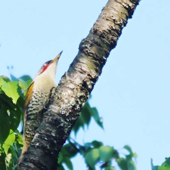 Japanese Green Woodpecker 屏風岩公苑 Sun, 5/15/2022