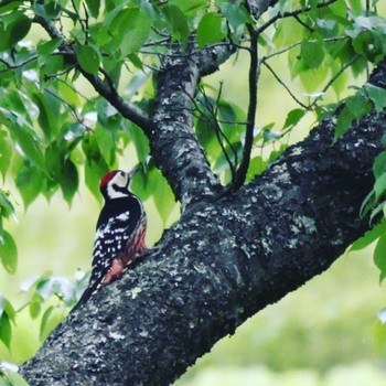 White-backed Woodpecker 屏風岩公苑 Sun, 5/15/2022