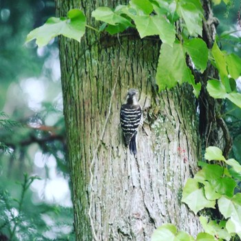 Japanese Pygmy Woodpecker 屏風岩公苑 Sun, 5/15/2022