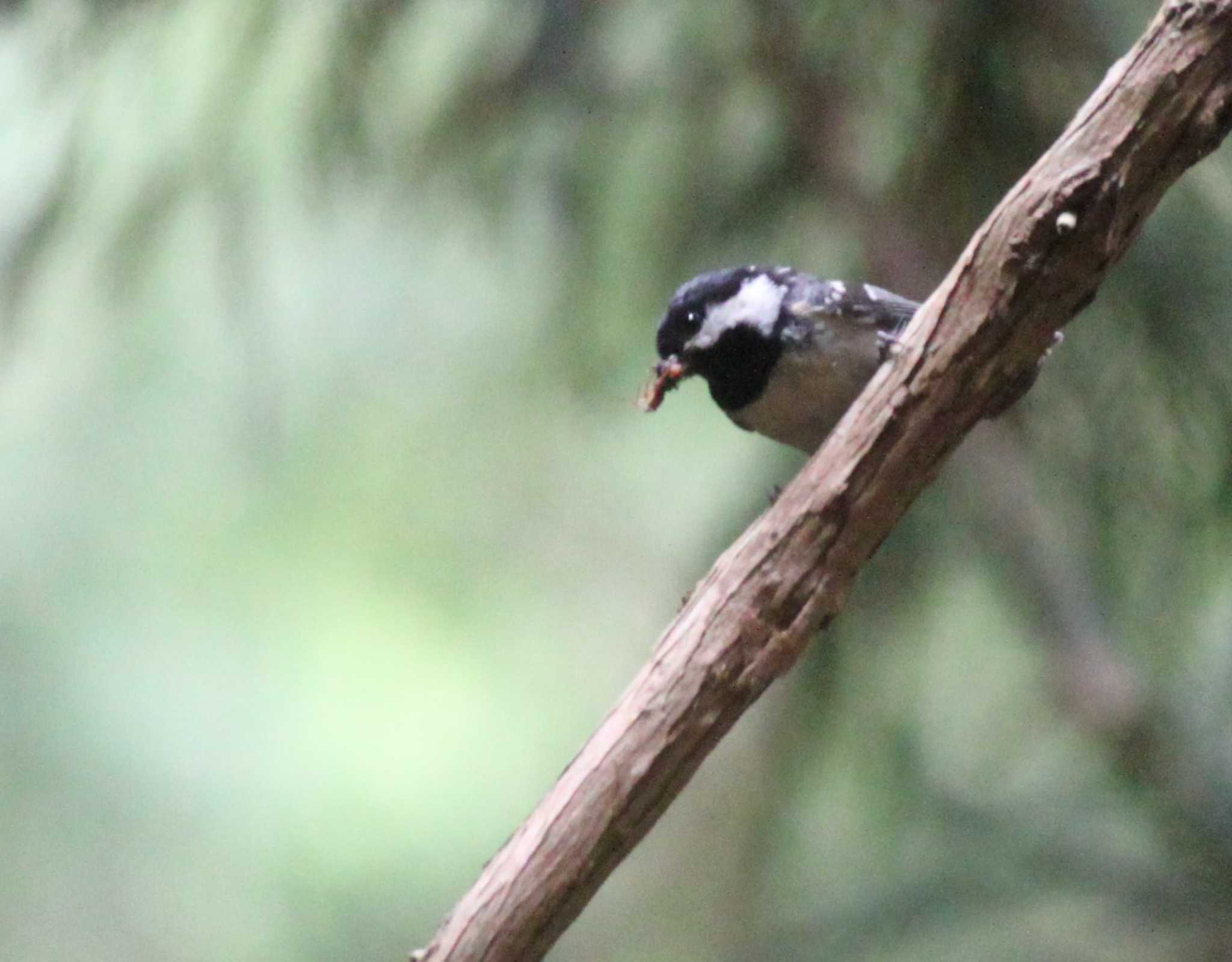 Photo of Coal Tit at 屏風岩公苑 by utau_tori