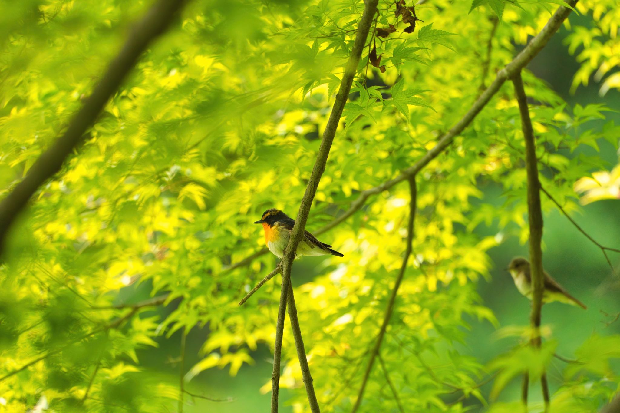 Narcissus Flycatcher