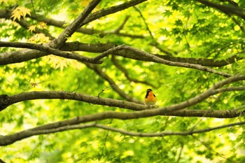 キビタキ 埼玉県秩父市 2022年5月15日(日)