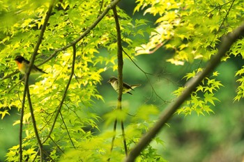 キビタキ 埼玉県秩父市 2022年5月15日(日)