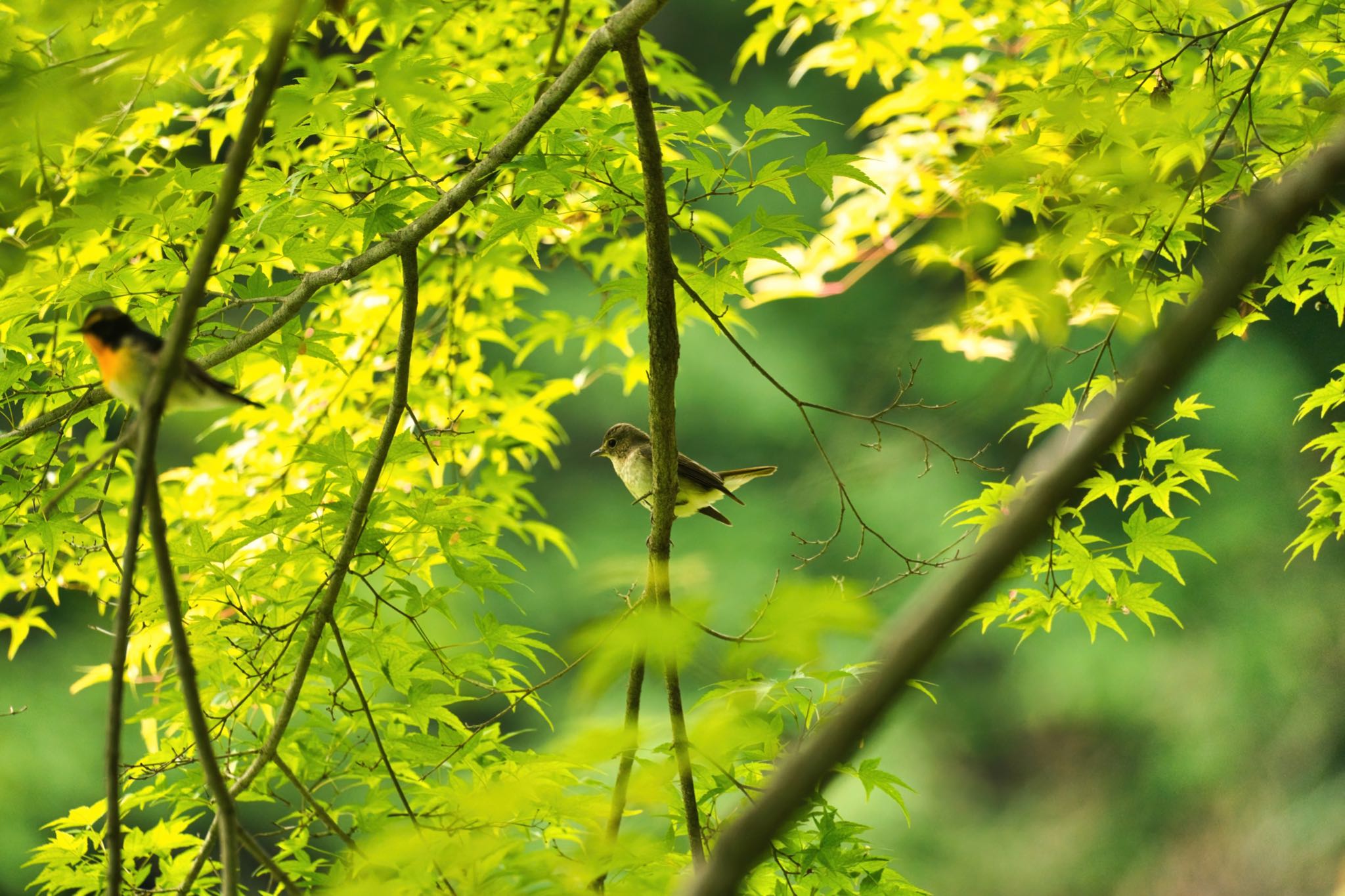 埼玉県秩父市 キビタキの写真 by naturedrop