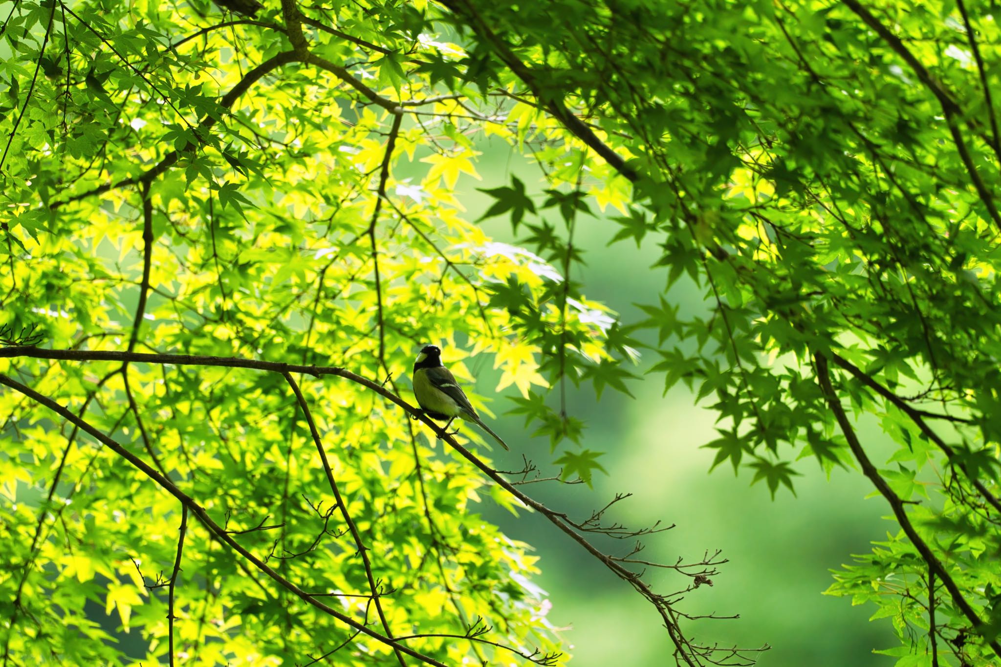 埼玉県秩父市 シジュウカラの写真 by naturedrop