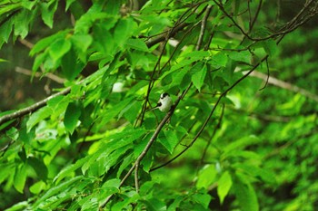 エナガ 埼玉県秩父市 2022年5月15日(日)