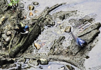 2022年5月16日(月) 平和の森公園、妙正寺川の野鳥観察記録