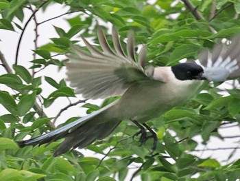 オナガ 荒川・砂町水辺公園(東京都江東区) 2022年5月16日(月)