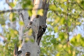 White-backed Woodpecker Makomanai Park Tue, 5/10/2022
