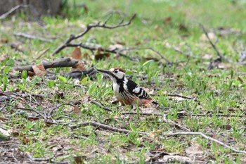 White-backed Woodpecker Makomanai Park Fri, 4/29/2022