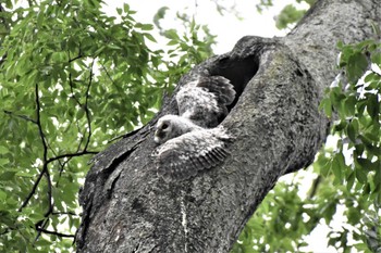 フクロウ 野木神社(栃木県) 2022年5月15日(日)