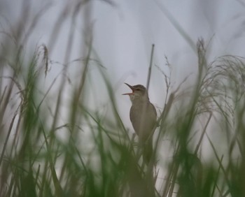 Oriental Reed Warbler 富士市 Sun, 5/15/2022