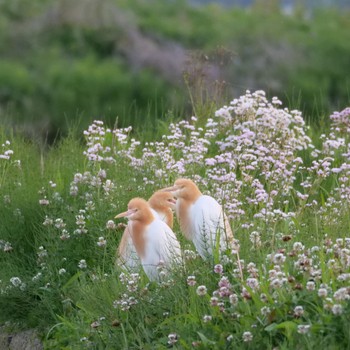 Eastern Cattle Egret 沼津市 Thu, 5/5/2022