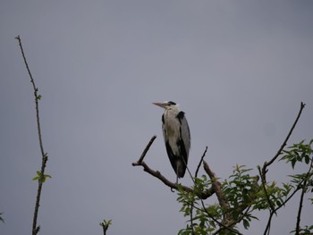 Grey Heron 沼津市植田 Sun, 5/15/2022