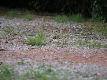 Little Ringed Plover 富士市 Sun, 5/15/2022