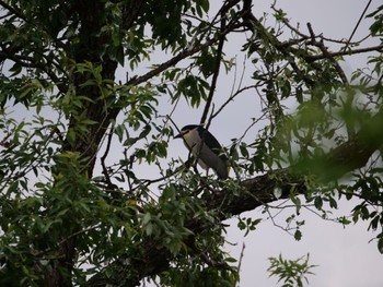 Black-crowned Night Heron 沼津市植田 Sun, 5/15/2022