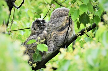 Long-eared Owl 渡良瀬游水池 Sun, 5/15/2022