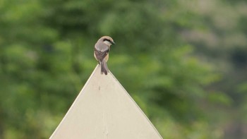 2022年5月15日(日) 淀川河川公園の野鳥観察記録