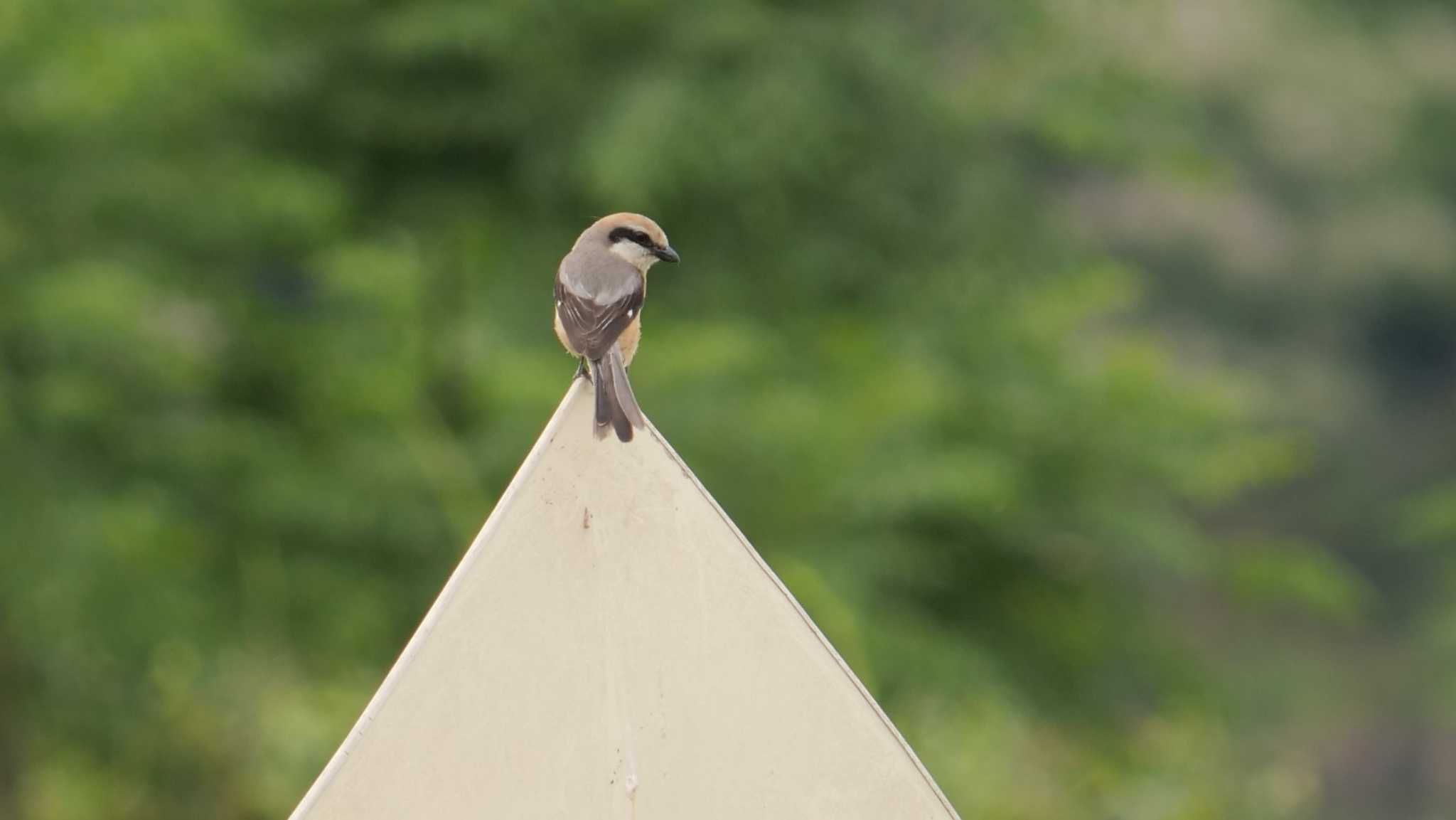 Bull-headed Shrike