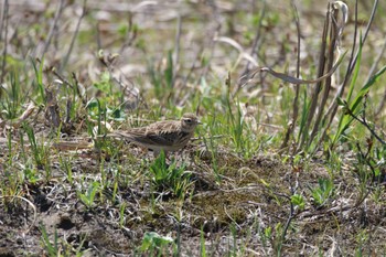 Eurasian Skylark はまなすの丘公園(石狩市) Mon, 5/16/2022