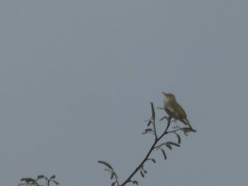 Eastern Crowned Warbler 烏川渓谷緑地 Sat, 5/14/2022