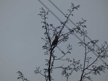 Japanese Grosbeak 烏川渓谷緑地 Sat, 5/14/2022