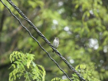 コサメビタキ 烏川渓谷緑地 2022年5月14日(土)