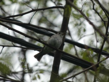 Asian Brown Flycatcher 烏川渓谷緑地 Sat, 5/14/2022