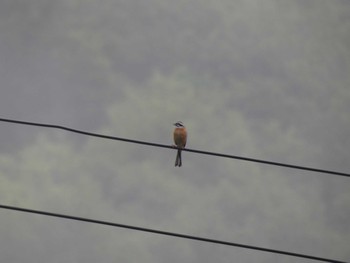 Meadow Bunting 烏川渓谷緑地 Sat, 5/14/2022