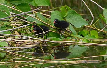 2022年5月16日(月) 山田西公園の野鳥観察記録