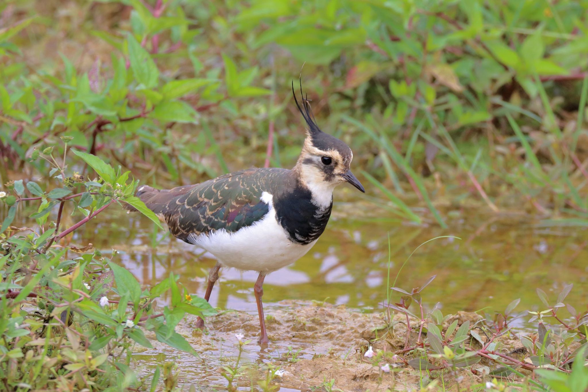 Photo of Northern Lapwing at 金武町(沖縄県) by Zakky