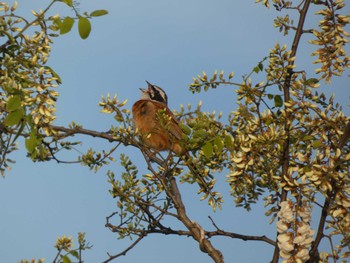 Sat, 5/14/2022 Birding report at 海王バードパーク