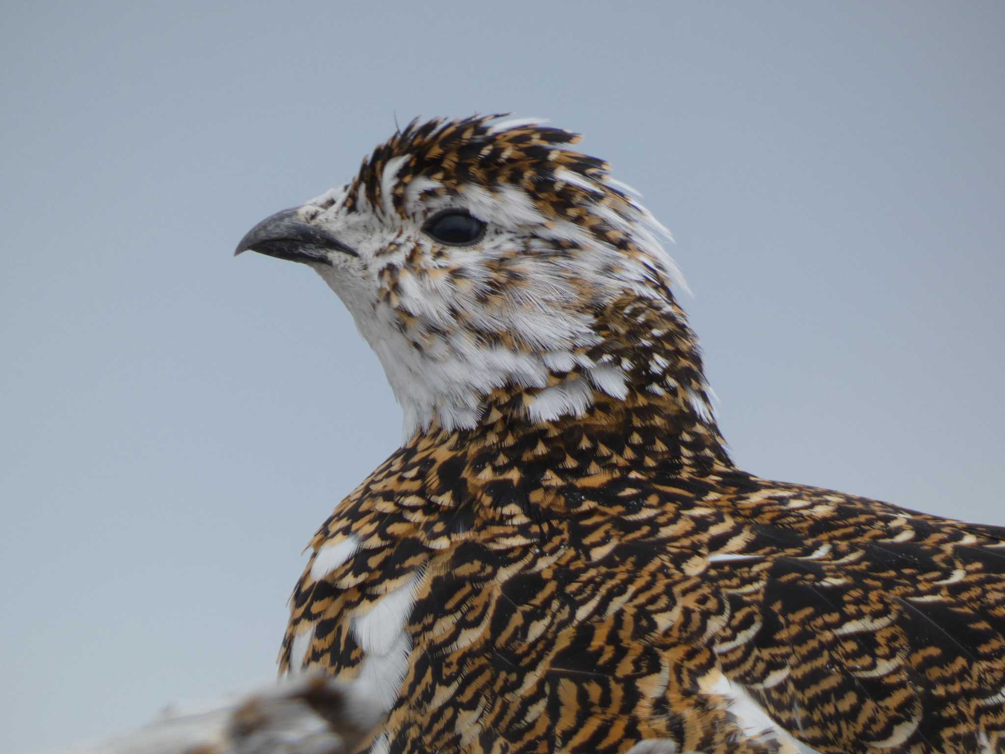 ライチョウ