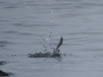 Little Tern Sambanze Tideland Fri, 5/6/2022