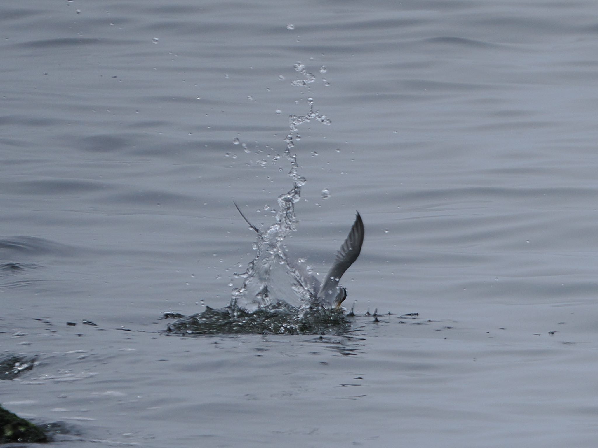 Little Tern